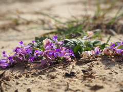 Polygala japonica