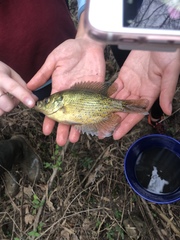 Centrarchus macropterus