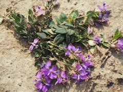 Polygala japonica