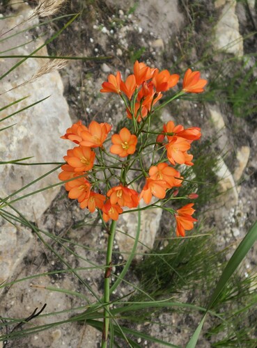 Image of Pillansia templemannii by no rights reserved