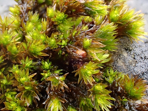 Image of Orthotrichum cupulatum by (c) Helen Waterman, some rights reserved (CC BY)