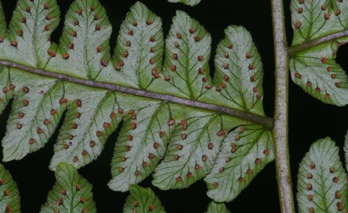 Cyathea macrocarpa