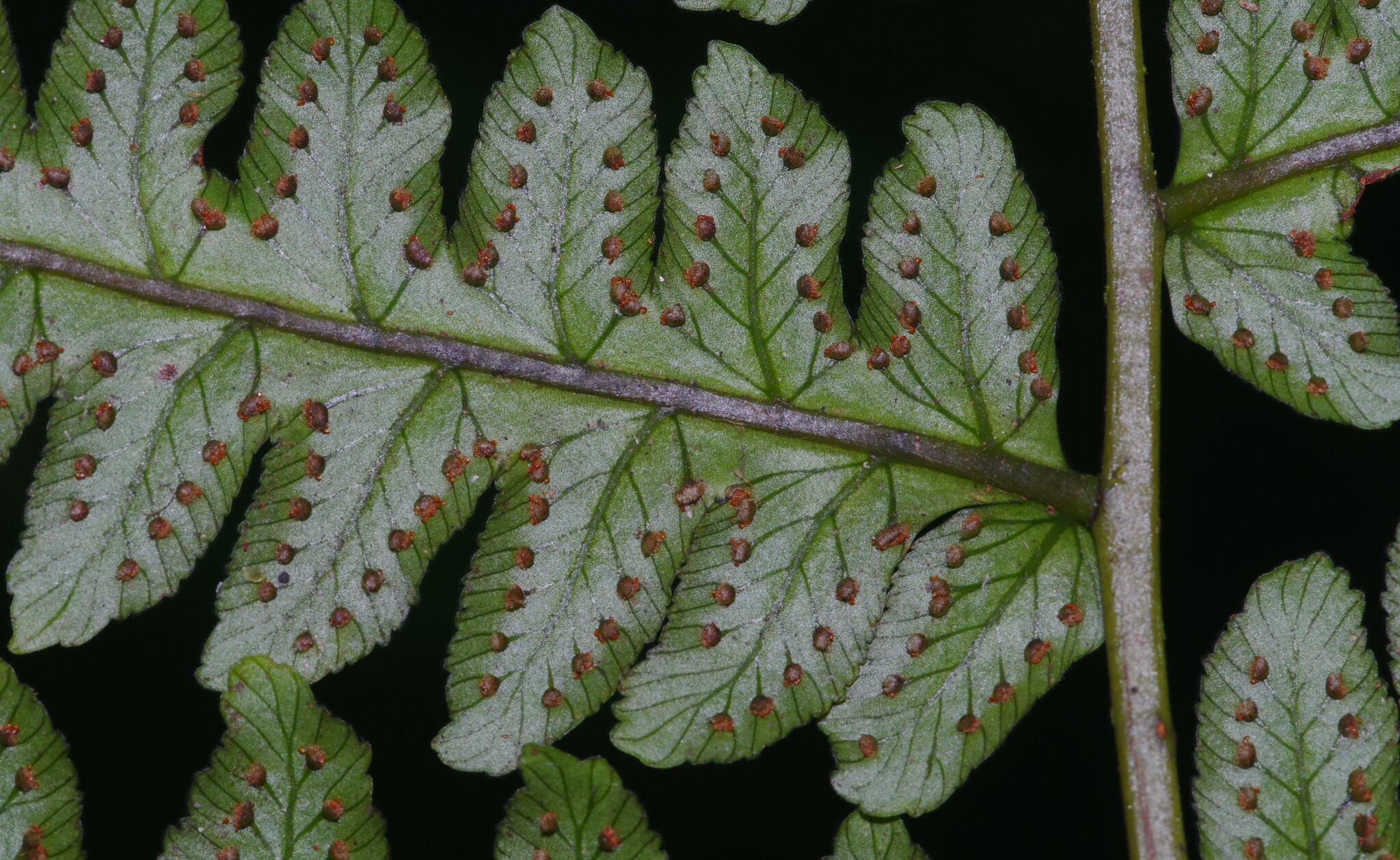 Cyathea macrocarpa