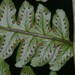Cyathea macrocarpa - Photo 由 Hervé GALLIFFET 所上傳的 (c) Hervé GALLIFFET，保留部份權利CC BY-NC