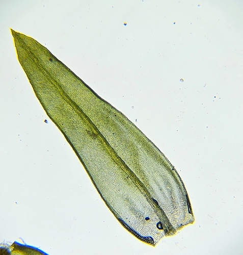 Image of Orthotrichum cupulatum by (c) Helen Waterman, some rights reserved (CC BY)