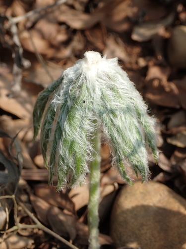 Syneilesis hayatae Kitam.