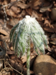 Syneilesis hayatae