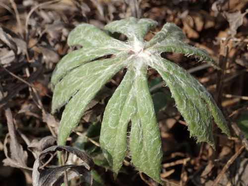 Image of Syneilesis Hayatae (Syneilesis hayatae) by no rights reserved