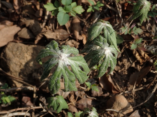 Image of Syneilesis Hayatae (Syneilesis hayatae) by no rights reserved