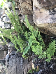 Anemia vestita