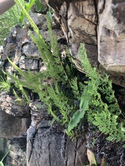 Anemia vestita
