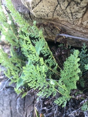 Anemia vestita