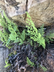 Anemia vestita