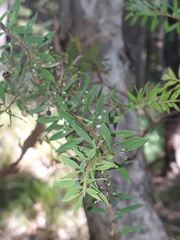 Melaleuca sieberi