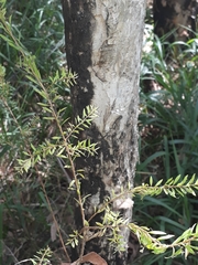 Melaleuca sieberi
