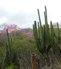 Stenocereus montanus