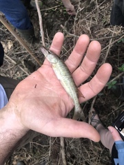 Esox americanus