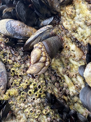 Goose barnacle, photo 5 of 10