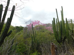 Stenocereus montanus