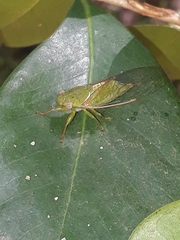 Chlorocysta vitripennis