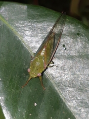 Chlorocysta vitripennis