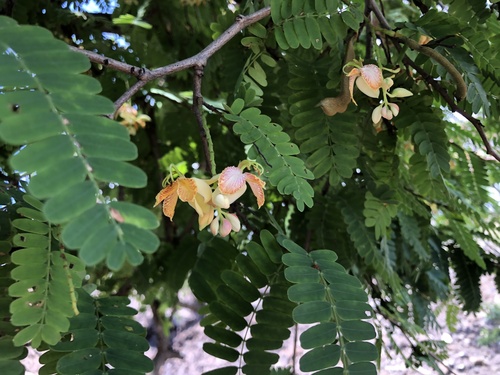 Tamarindus indica observed 2023-09-02