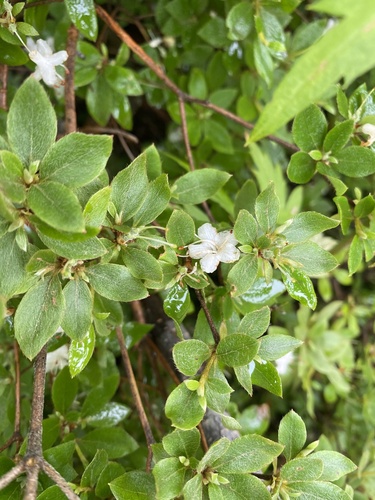 Rhododendron tschonoskii