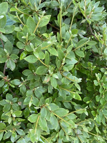 Rhododendron tschonoskii, photograph 2