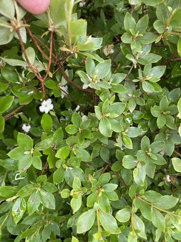 Rhododendron tschonoskii, photograph 3