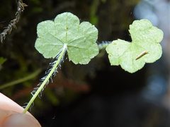 Hydrocotyle bowlesioides