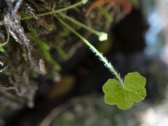 Hydrocotyle bowlesioides