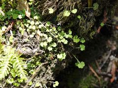 Hydrocotyle bowlesioides