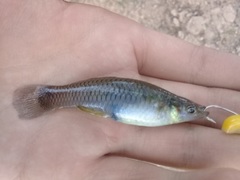 Pseudoxiphophorus bimaculatus
