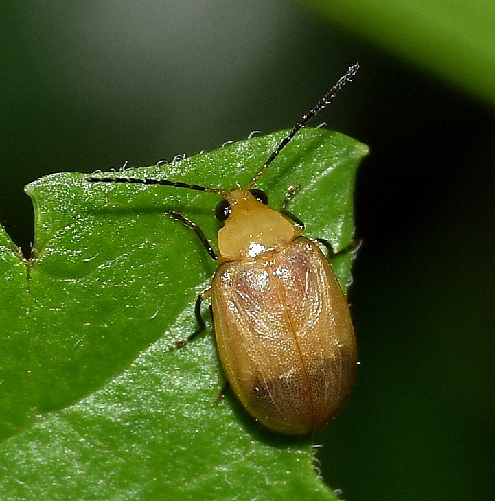 Afropachylepta