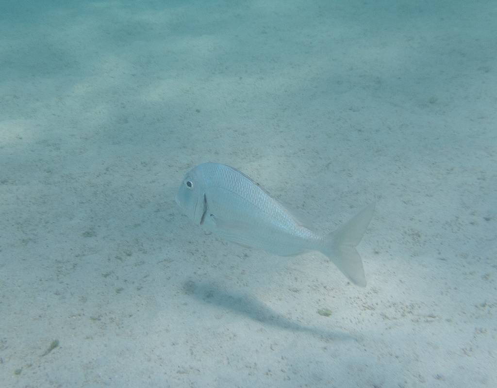 Galapagos porgy (Calamus taurinus) — Sparidae