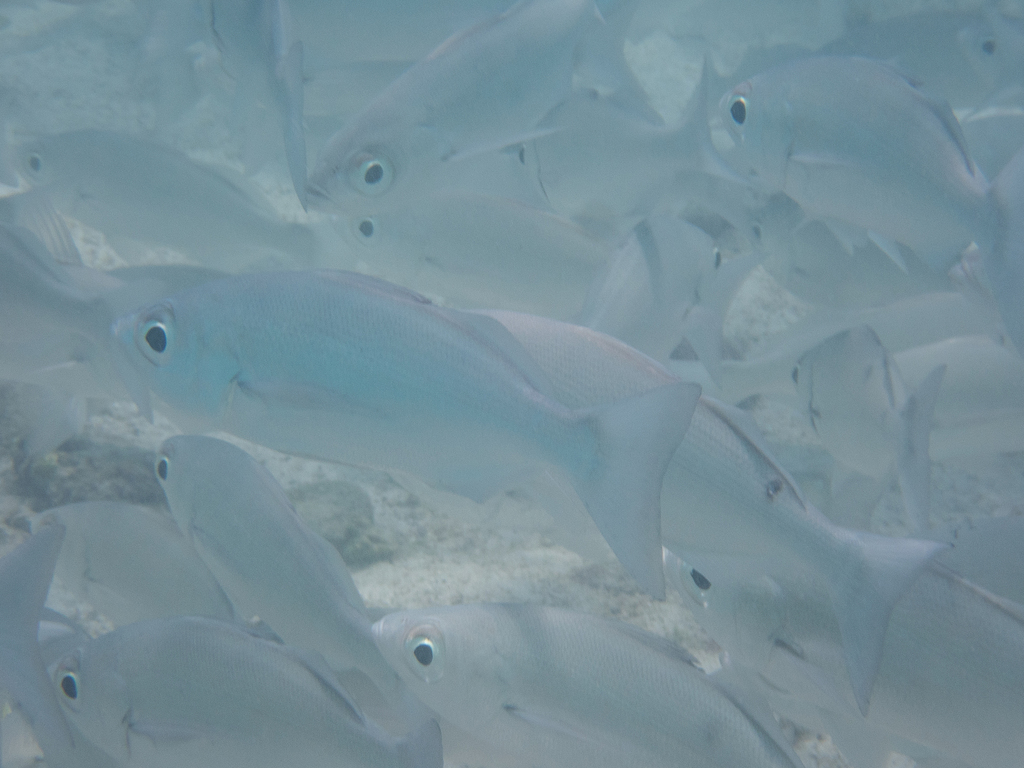 White Salema
