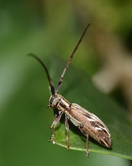 Eunidia strigata