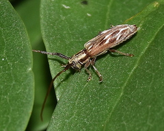 Eunidia strigata
