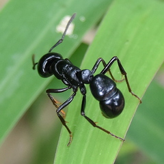 Plectroctena mandibularis