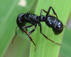 Plectroctena mandibularis