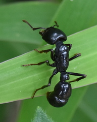 Plectroctena mandibularis