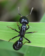 Plectroctena mandibularis