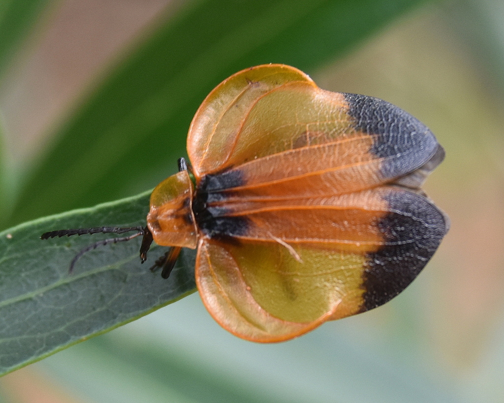 Lycus distanti