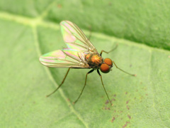 Chrysotus spectabilis