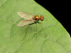 Chrysotus spectabilis