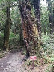 Saxegothaea conspicua