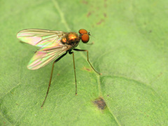 Chrysotus spectabilis