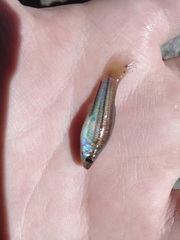 Xiphophorus hellerii