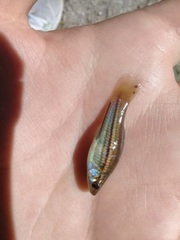 Xiphophorus hellerii