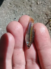 Xiphophorus hellerii